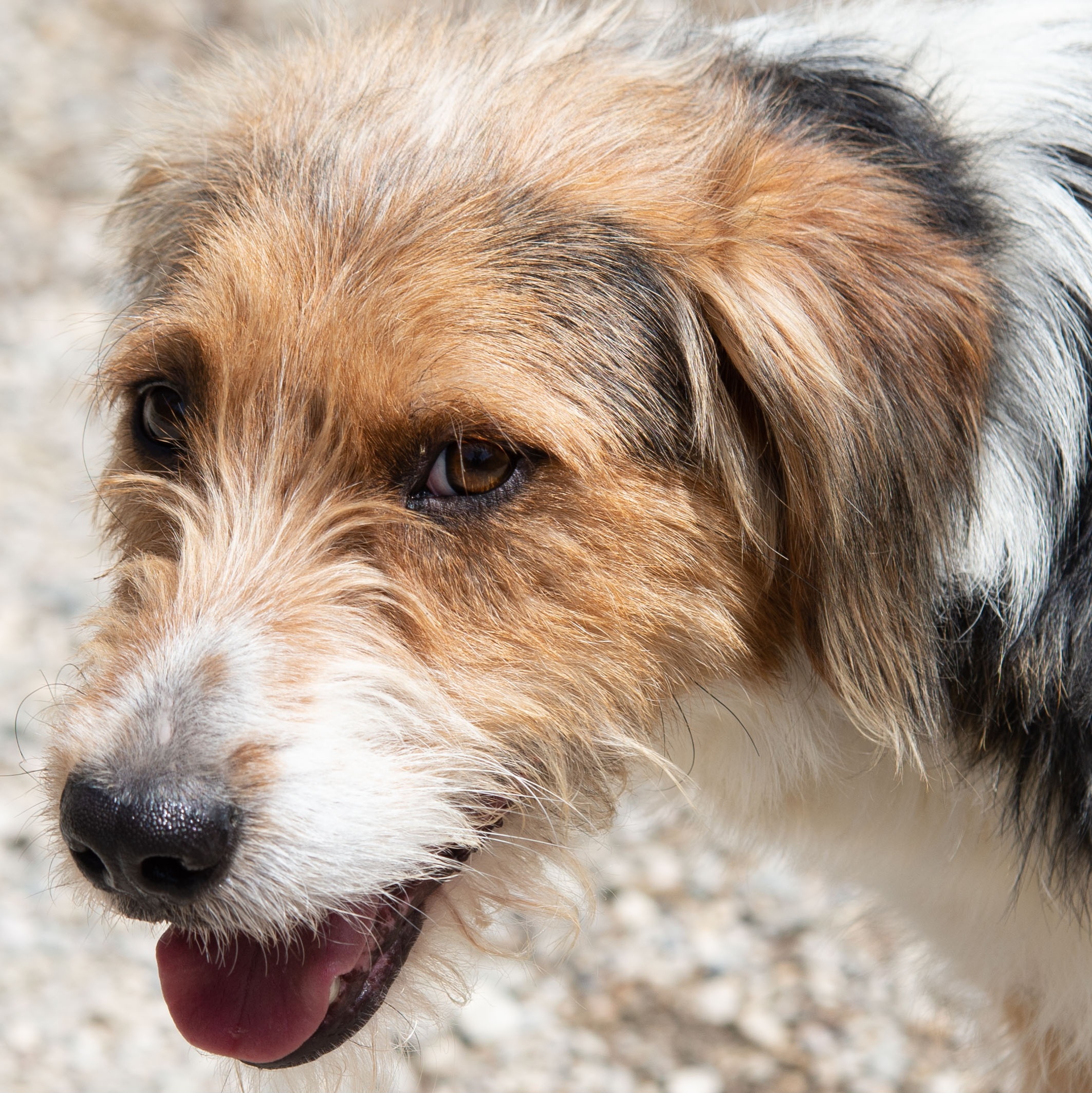 2026-03-02_08-38-40 Puffi